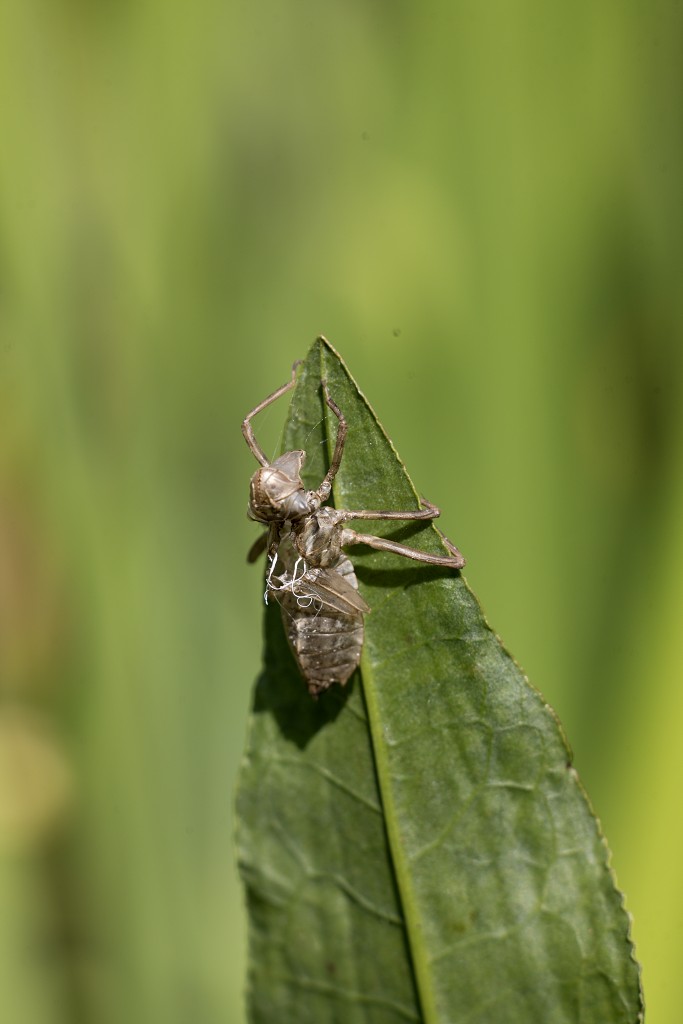 Libellula depressa Platbuik libellen libel insect insecten juffers juffer odonata anisoptera zygoptera waterjuffers fauna waterjuffer larve